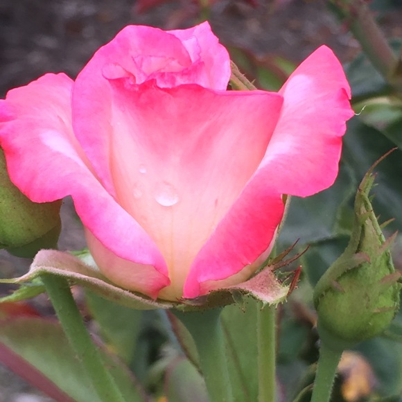 Meet your Posher, Deborah - Picture 1 of 1